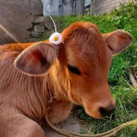 Butlerian Jihad Enthusiast