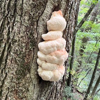 ロバート・たかし