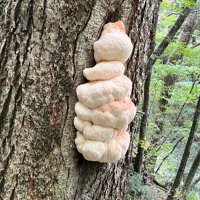 ロバート・たかし