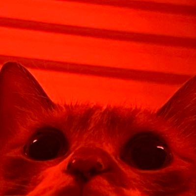 全世界最好骗的人