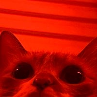 全世界最好骗的人