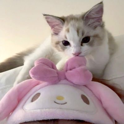 cherijly สั่งของแอดไลน์