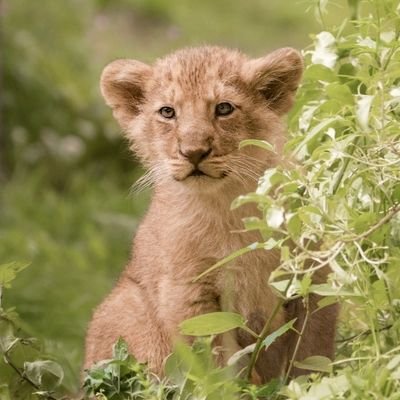 cleo loughlin 🥄🐝💙🐾🐎🍢🐈‍⬛