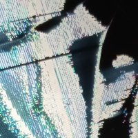 Jonathan James Kelsey SR