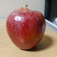 apple1067729 #WeAreEvilBear