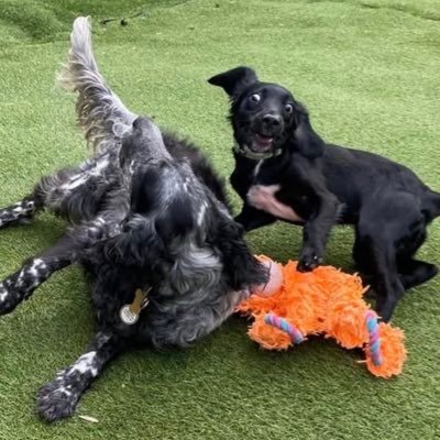 SOS Rescue Bracken & SA rescue Rowen 🇬🇱🇺🇦