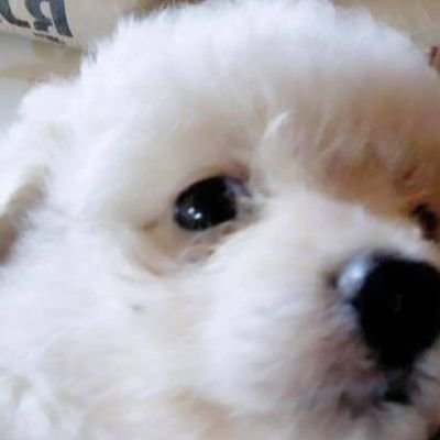 🌸₊˚ น้องโซดา-น้องน้ำแข็ง ˚ ₊🌸