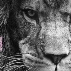 𝕏𝓢𝓔𝕭. ⚜️