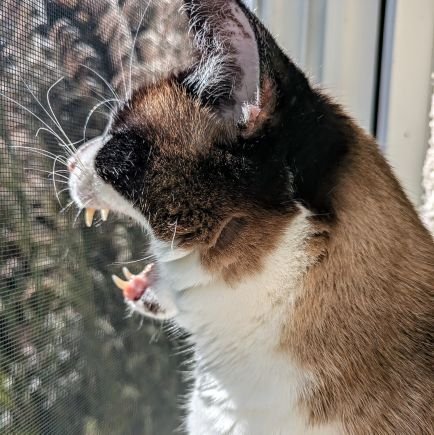 JJ the Santa Barbarian #SlavaUkraini 🥑🥥