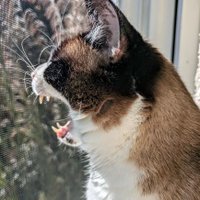 JJ the Santa Barbarian #SlavaUkraini 🥑🥥