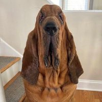 French scenthound enjoyer