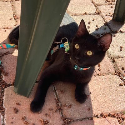 Lucky and Angel Marie Choo Choo, married to Chalky