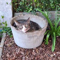 BV 💛✌️💛 🇮🇱