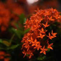 Goat gadgetの戯言