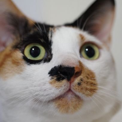 ​大白豚 🇹🇼 台湾出身