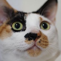 ​大白豚 🇹🇼 台湾出身