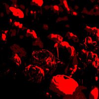 the flowers are hollow