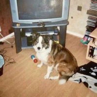 andi -Jae Wilson🐾🕊️🌸🌹