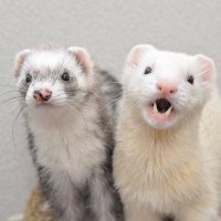 Его Высочество Наследный Хорь