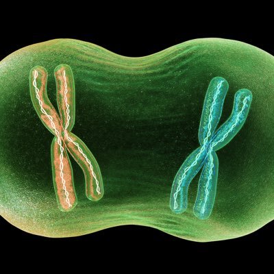 Mitosis (Ja’Narious Barner)