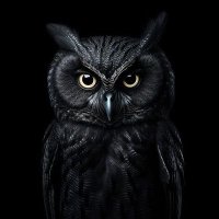 ⚜️Boss Mafia⚜️