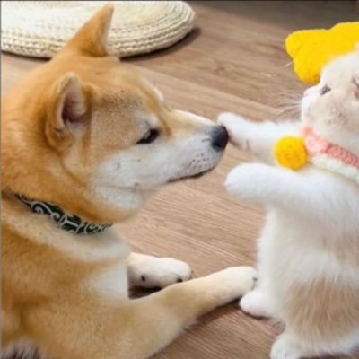 Araxie / Tirion ! ‹𝟹