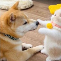 Araxie / Tirion ! ‹𝟹