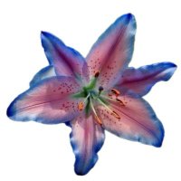 gg 🩻☆ flo truther