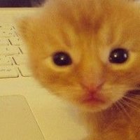 𓏲 ࣪ nienna ˖ 𑣲 edtwt ⋆˚࿔