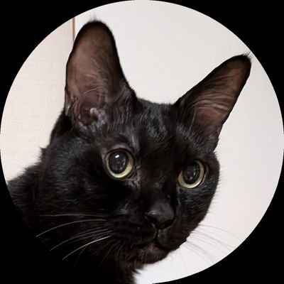 🅴🅼🅸🅿🅾🅽🎏😹🐈‍⬛🐈‍⬛🐈️@黒猫れおたそ。