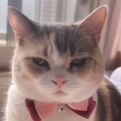 ぷりんちゃんです