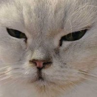 阁楼上的一朵云