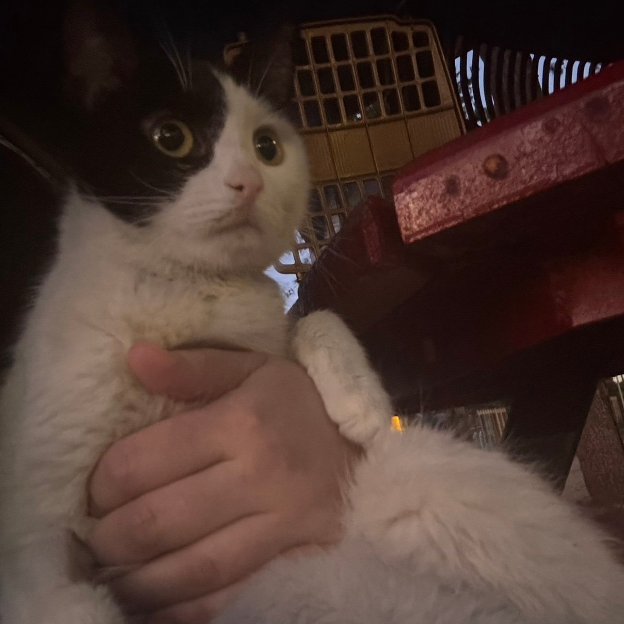 Sansliyayuvaolurmusunuz