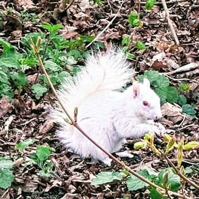 Nationalist 🏴󠁧󠁢󠁥󠁮󠁧󠁿 🏰