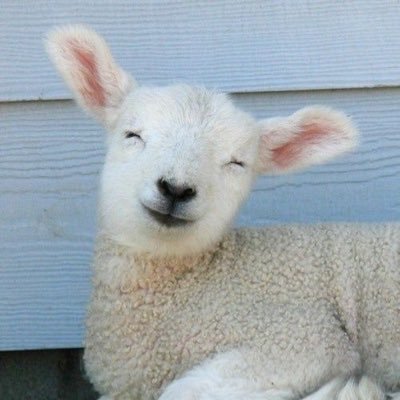 hamdibas 🇵🇸🇰🇵