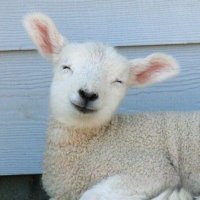 hamdibas 🇵🇸🇰🇵