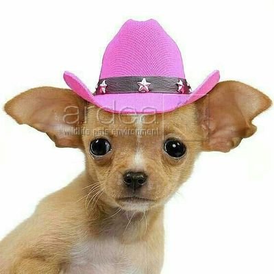 lottie 👛 ed-nit witness 🗣️