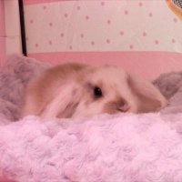 bloodveiled princess ᕱ⑅ᕱ