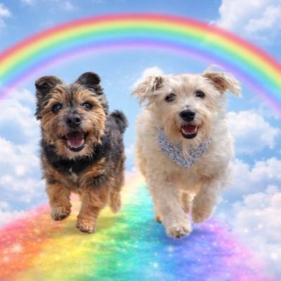 Mr Trebus aka Treebs 🐶🌈BoBoes aka Bear Cub🐻🌈