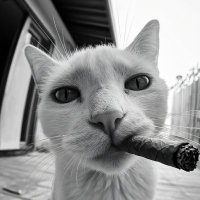 𝑴𝒊𝒂𝒖𝒓𝒊𝒛𝒊𝒐 ♥