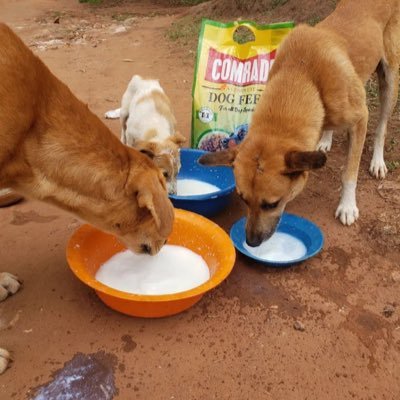 BLESSED ANIMAL SHELTER