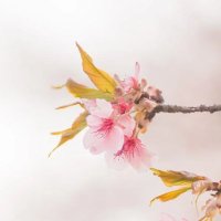 桜の上の蝶|創作