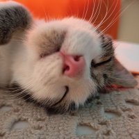 Angelita 😺😈☿🐍