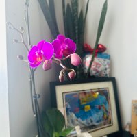 कान्छी महारानी 🦚💟