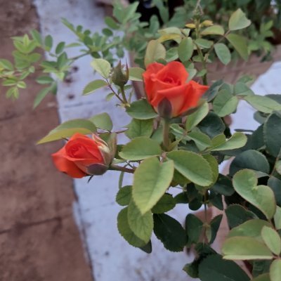 वाजपेयी शिरीष भागवत son of शरदचंद्र गंगाराम भागवत