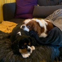 Darya - Daughter Of Cyrus