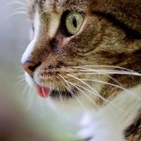 arigaro(アリガロ)・猫好き(cat lover)