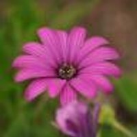 Valeria-LibDem-CSX- NAFO-OCivica🌊FBPE🇮🇹🇪🇺🇺🇦