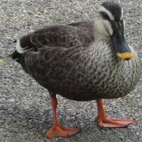 一揆は無かった