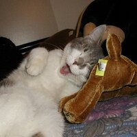 Dominique Clark aka Sassylassy aka Pitbull